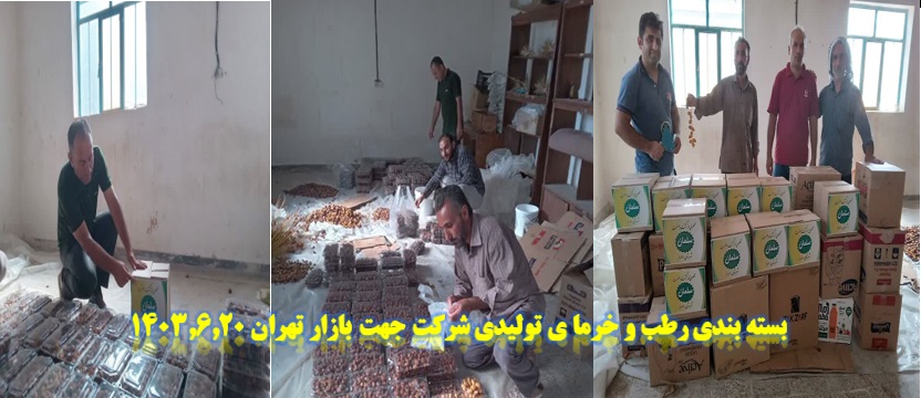 شروع برداشت محصول خرما 1403.6.20